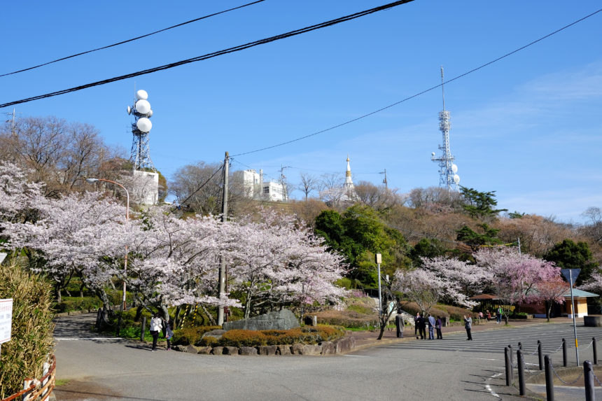 桜の名所はありますか 見頃はいつですか Fun Fun とくしま