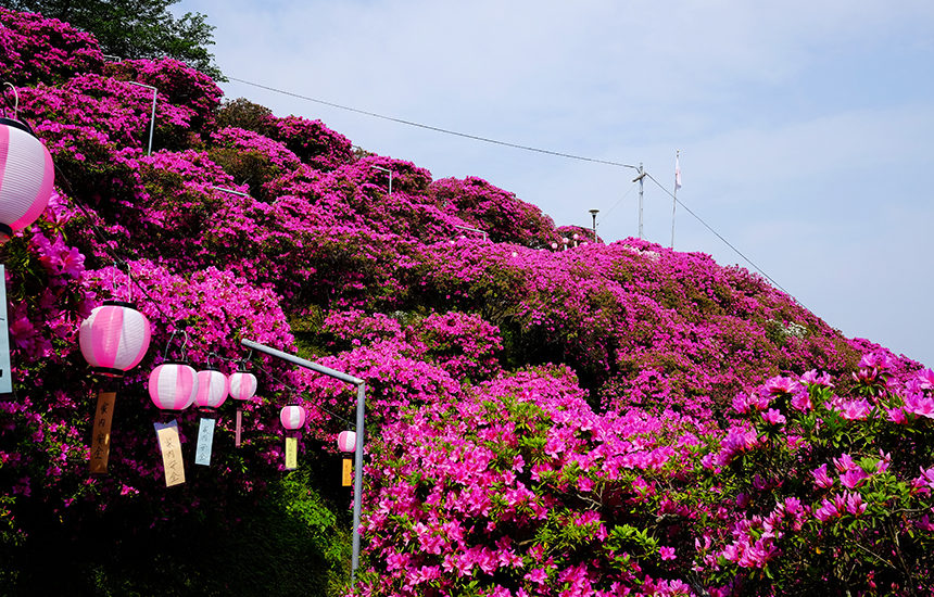 つつじ 椎宮八幡神社